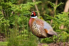 Pheasant Cock Bird - 6d1182