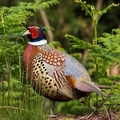 Pheasant Cock Bird - 6d1185