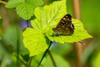 Speckled Wood Butterfly - 6d1002