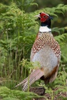 Pheasant Cock Portrait - 6d1101