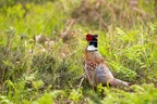 Pheasant Cock Bird - 6d1036