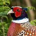 Pheasant Portrait - 6d1185