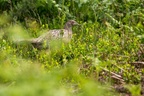 Female Pheasant - 6d1060