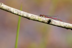 Large Red Damselfly - 6d1250