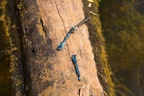Common Blue Damselflies - 6d1222