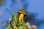 Female Broad-bodied Chaser - pk117256
