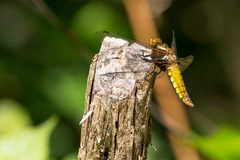 Female Broad-bodied Chaser - 6d1191