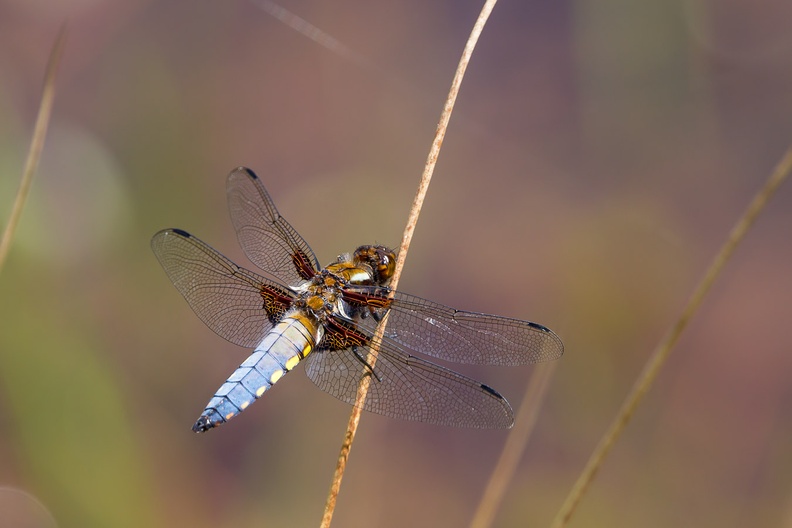 Broad-bodied Chaser Dragonfly - 6d1264