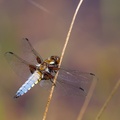 Broad-bodied Chaser Dragonfly - 6d1264