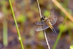 Four-spotted Chaser Dragonfly - 6d1245