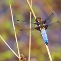 Broad-bodied Chaser Dragonfly - 6d1340