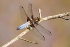 Broad-bodied Chaser Dragonfly - 6d1365