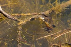 Great Crested Newt - 6d1226