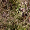 Pheasant in Hiding - 6d1325
