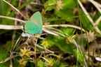 Green Hairstreak Butterfly - pk117226