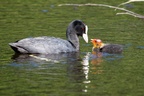 Coot and Chick - 6d1543