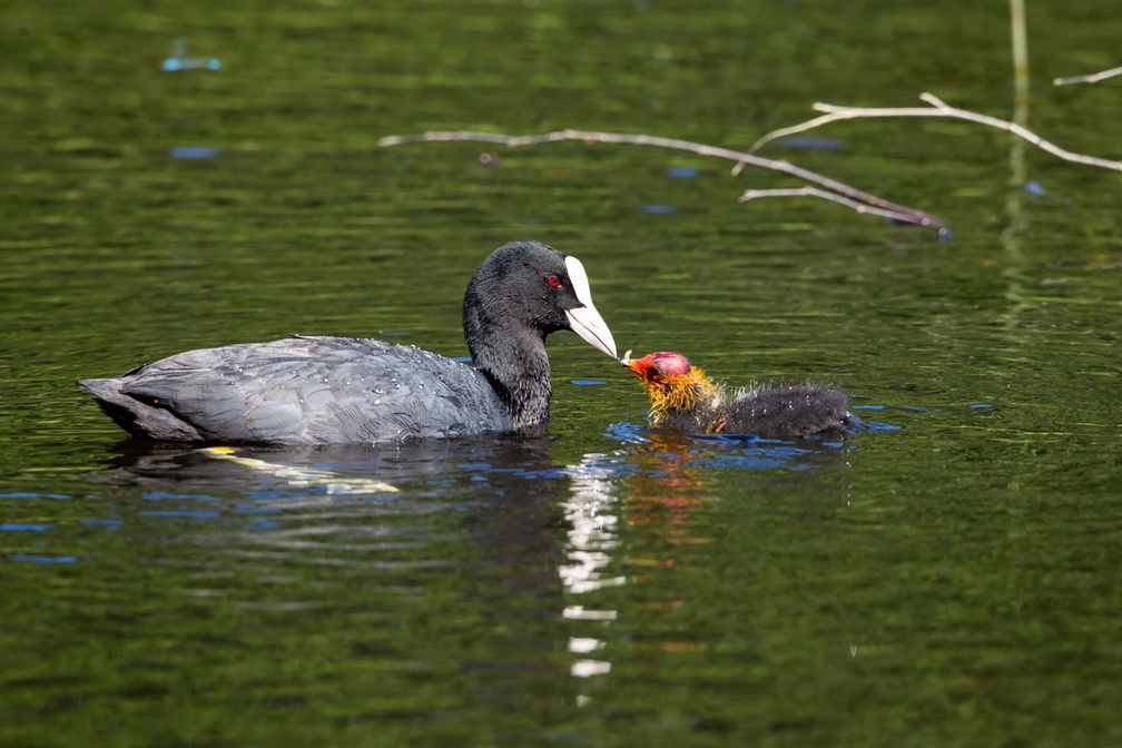 Coot Feeding Chick - 6d1542