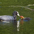 Coot Feeding Chick - 6d1542