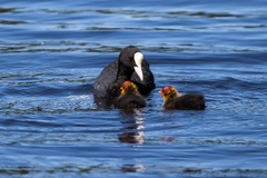 Coot with Chicks - 6d1475