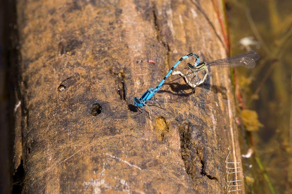 Common Blue Damselflies Mating - 6d1439