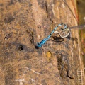 Common Blue Damselflies Mating - 6d1439
