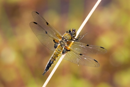Four-spotted Chaser Dragonfly - 6d1586