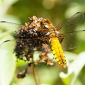 Female Broad-bodied Chaser - 6d1431