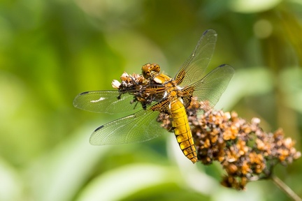 Female Broad-bodied Chaser - 6d1410