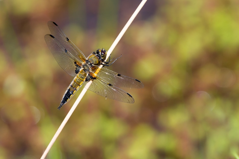 Four-spotted Chaser - 6d1581