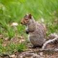 Grey Squirrel - 6d1628