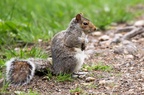Grey Squirrel - c6d1613