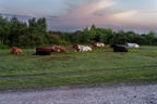 Sleepy Cows - pk117310