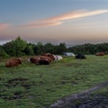 Sleeping Cattle - pk117308