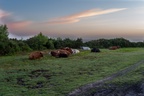 Sleeping Cattle - pk117308