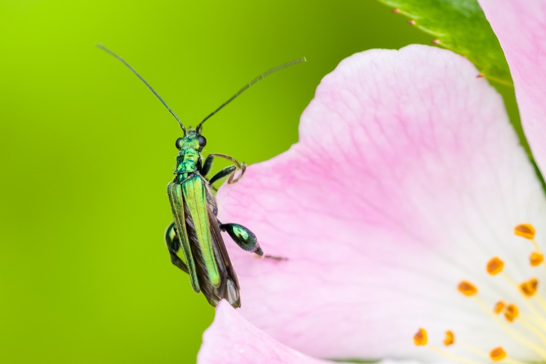 beetle-rose-irix150-cgg-pk117467.jpg