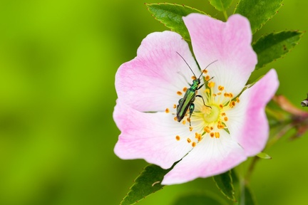 Thick-legged Flower Beetle on Flower - pk117465
