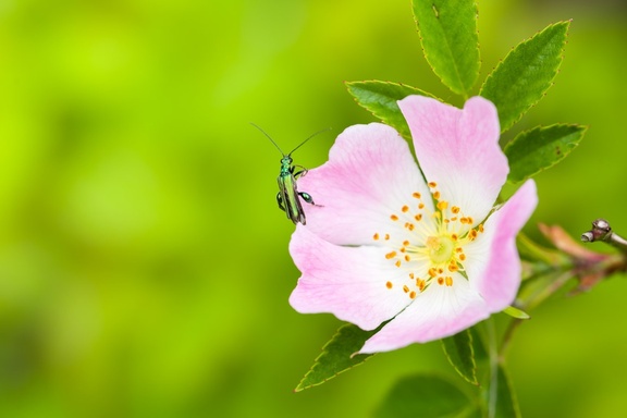 Thick-legged Flower Beetle on Rose - pk117467