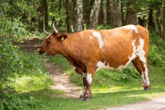 Cow Grazing - 6d2226