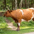 Cow Grazing - 6d2226