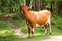 Cow Grazing - 6d2233