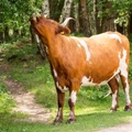 cow-s150-600-g-6d2233.jpg