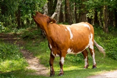 Cow Grazing - 6d2239