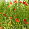 Red Poppies - 6d2251