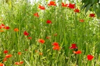 Red Poppies - 6d2251