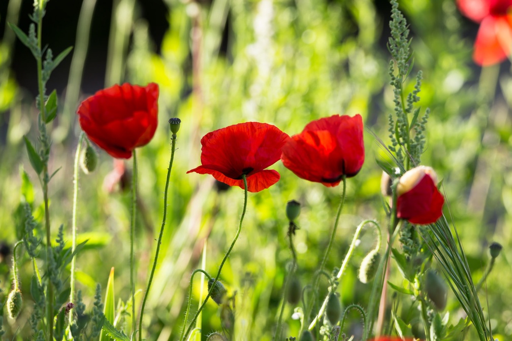 Red Poppies - 6d2085