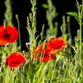 Red Poppies - 6d2088