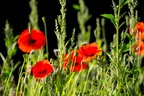 Red Poppies - 6d2088