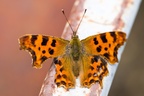 Comma Butterfly - pk117548