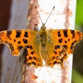 Comma Butterfly - pk117528