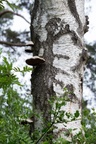 Birch Tree with Fungus - 6d2439